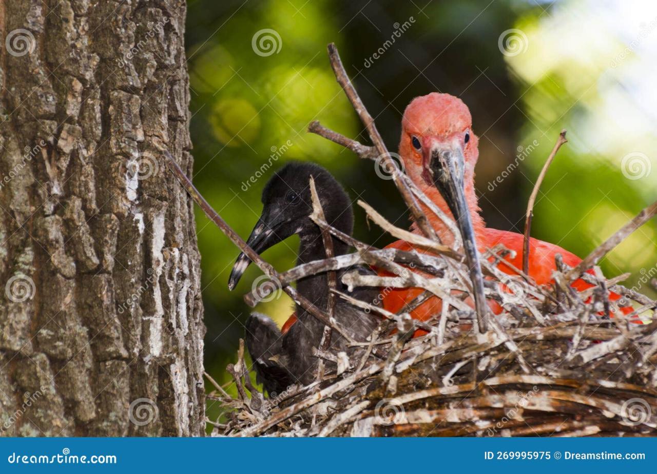 Ibis scarlet chick eudocimus ruber starts wholly plumage develop fledged brown pink then when has